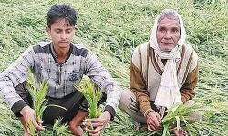 बीमा कम्पनी किसानों से नुकसान की सूचना समय से प्राप्त करना सुनिश्चित करें : प्रमुख सचिव बीमा कम्पनी किसानों से नुकसान की सूचना समय से प्राप्त करना सुनिश्चित करें : प्रमुख सचिव