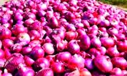 केंद्र सरकार ने प्याज के निर्यात पर प्रतिबंध लगाया