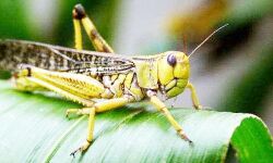 प्रयागराज शहर में टिड्डी दल की दस्तक, कोरांव में बर्बाद हुई फसल