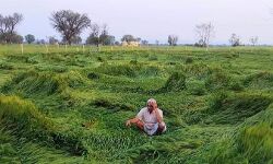 ओलावृष्टि,जलभराव से हुये नुकसान की सूचना 72 घंटे के अंदर उपलब्ध करायें किसान