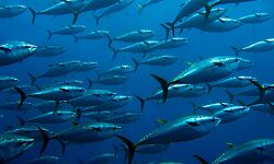 मत्स्य अवस्थापना फण्ड आवेदन करने की अंतिम तिथि 30 सितम्बर